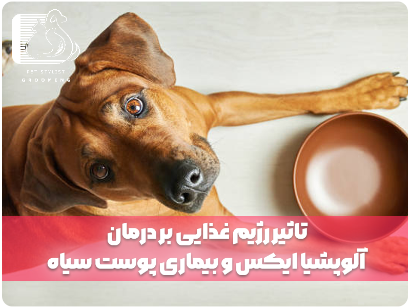 تاثیر رژیم غذایی بر درمان آلوپشیا ایکس و بیماری پوست سیاه